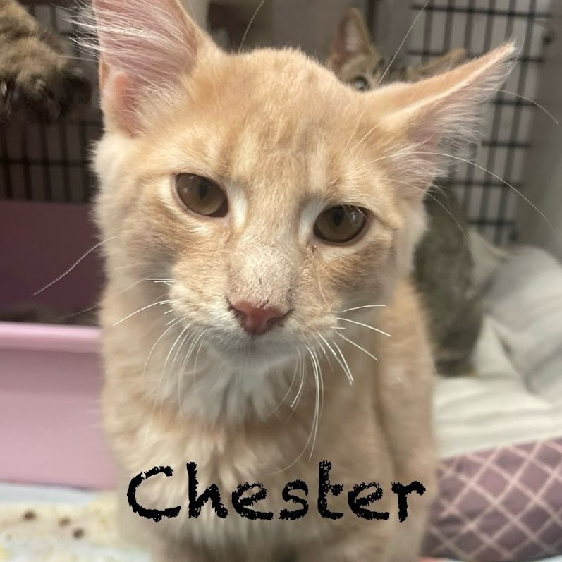 Chester