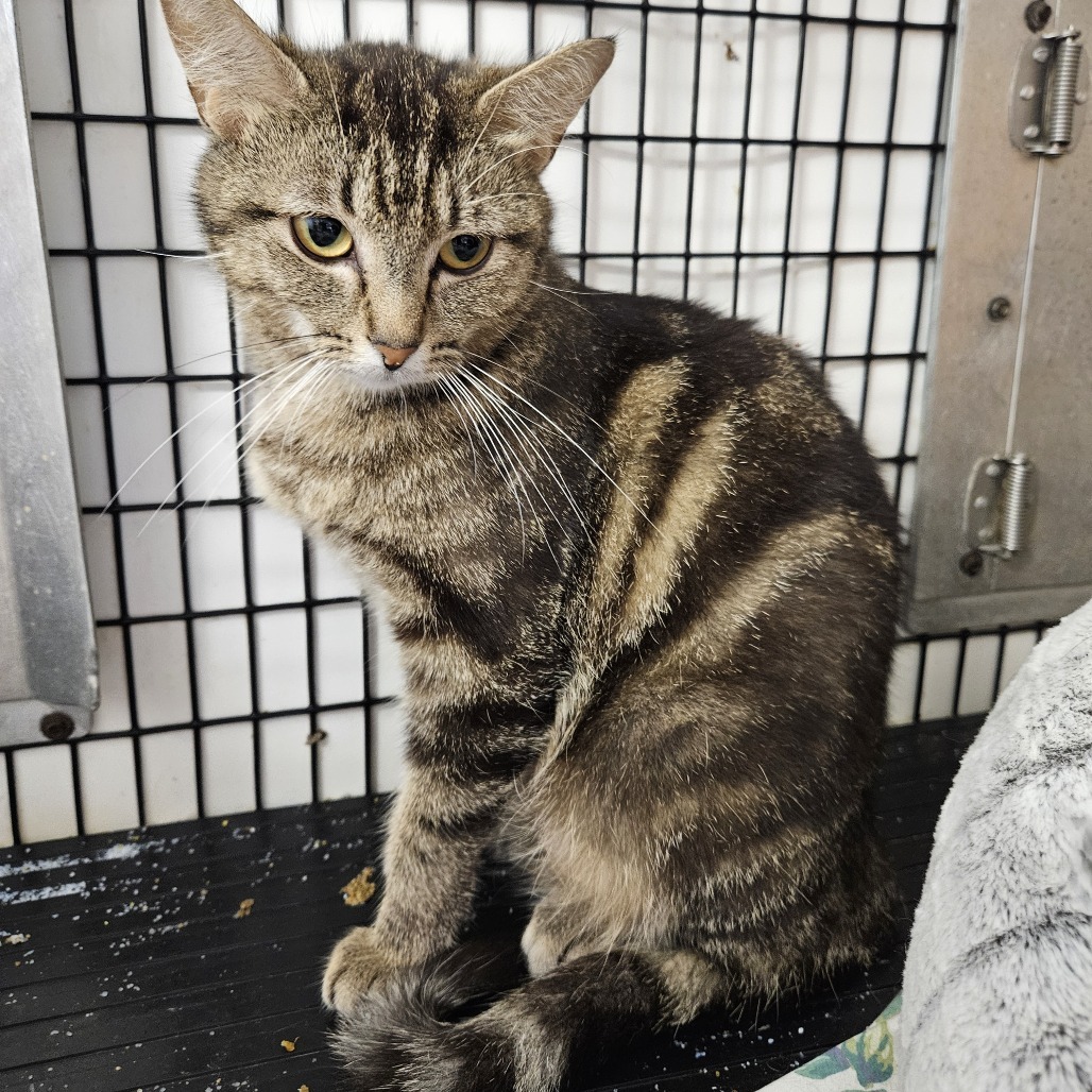 Harper, an adoptable Domestic Short Hair in Kingman, KS, 67068 | Photo Image 1