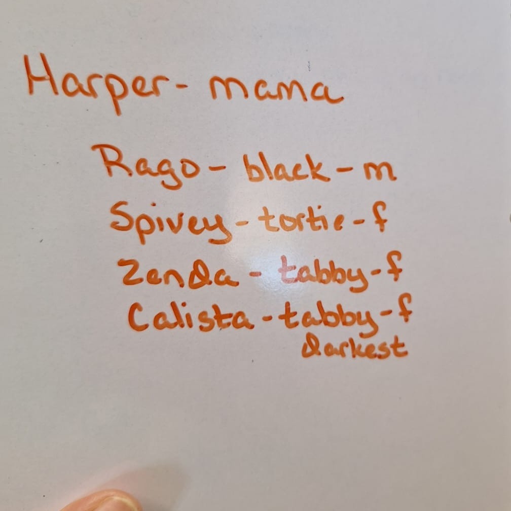 Harper, an adoptable Domestic Short Hair in Kingman, KS, 67068 | Photo Image 2