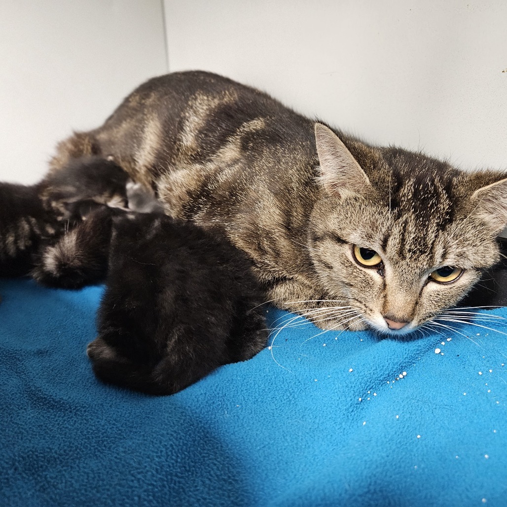 Harper, an adoptable Domestic Short Hair in Kingman, KS, 67068 | Photo Image 3