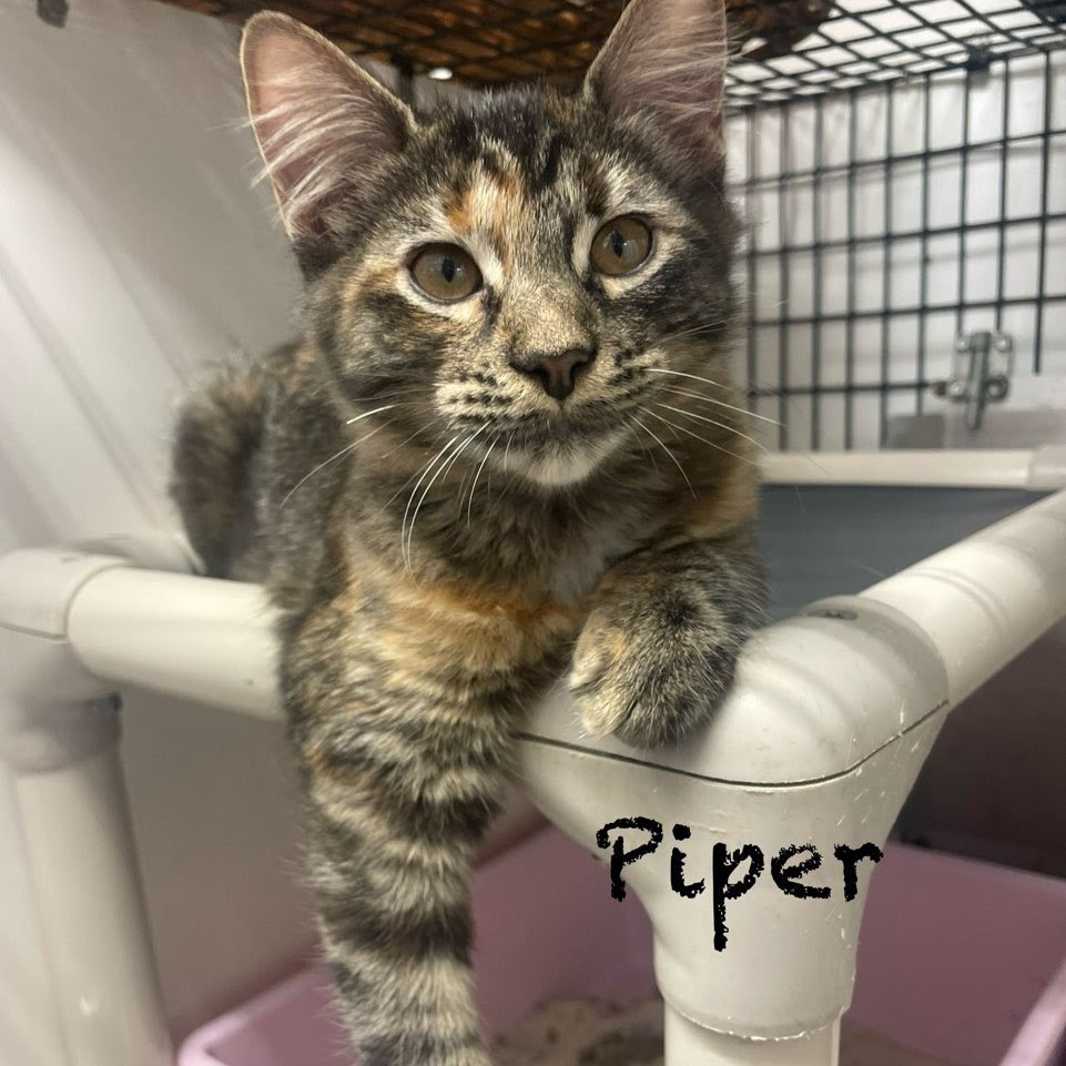 Piper