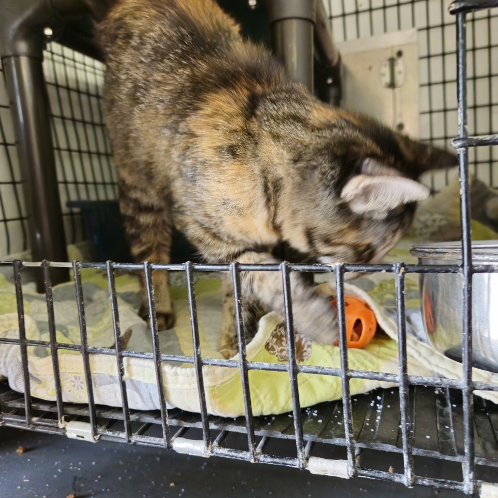 Piper