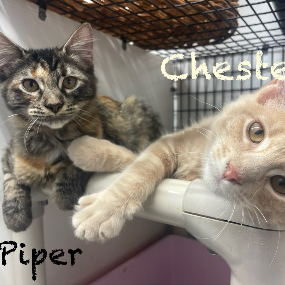 Piper