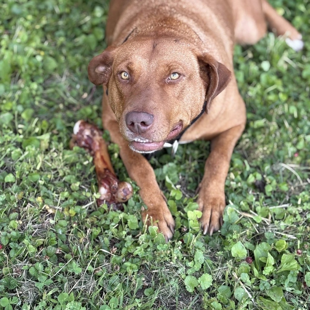 Nova