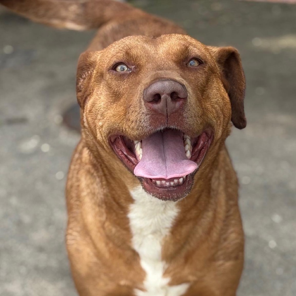 Nova