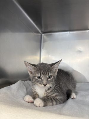 Bamboo Domestic Short Hair Cat