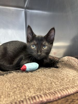 Boo Domestic Short Hair Cat