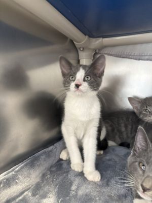 Periwinkle Domestic Short Hair Cat