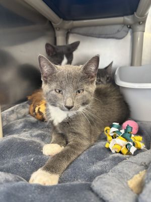 Petal Domestic Short Hair Cat