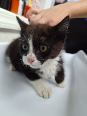 Apollo Domestic Short Hair Cat
