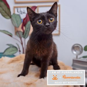 Meet Evening Primrose This young black beauty is as sweet as she is soft Forme