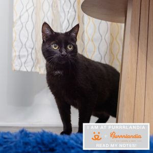 Meowy is an outgoing 3 year-old and loves to meet new people This confident girl will choose affect