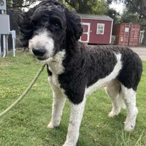 Mother Hubbard Poodle Dog