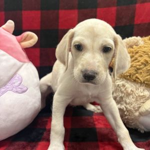 Goldilocks Mixed Breed Dog