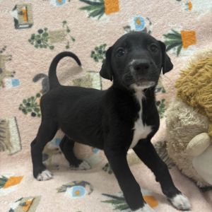 Jill Mixed Breed Dog