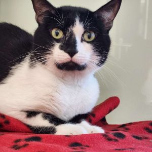 Azrael Domestic Short Hair Cat