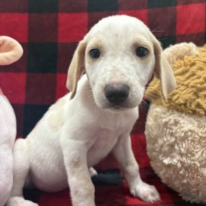Lil Lamb Mixed Breed Dog
