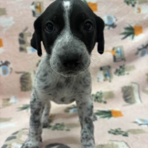 Lil Miss Muffet Mixed Breed Dog