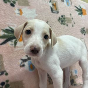 Bo Peep Mixed Breed Dog