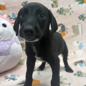 Jack Mixed Breed Dog