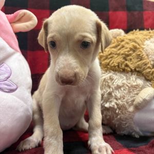 Miss Mary Mack Mixed Breed Dog