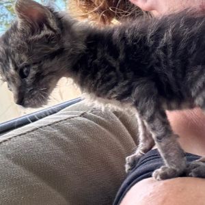 Meet Chappell Roam One of our neighbors knocked on our door one sunny day in June and showed us thi