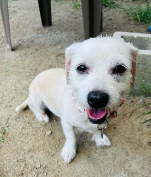 Daisy, Senior Female unknown