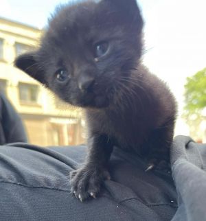 Micro, Baby Female unknown