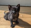 Micro photo 5