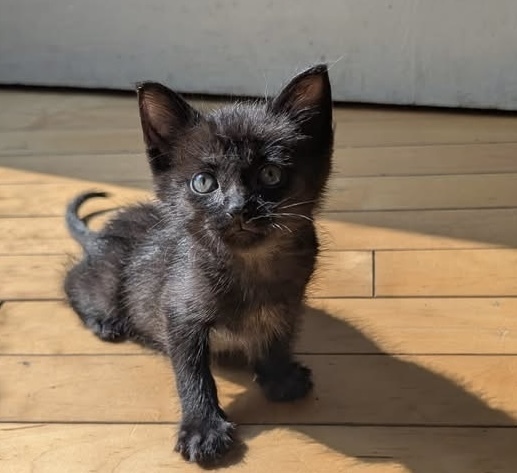 Micro