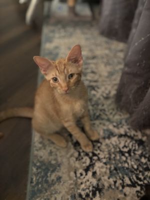 McGrady (bonded with Vince), Adult Male unknown
