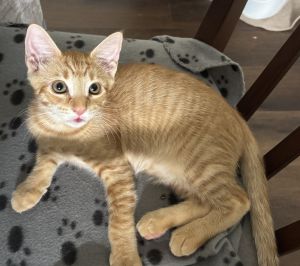 Vince (Bonded with McGrady), Baby Male unknown