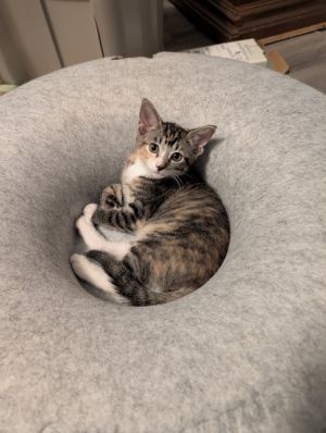 Klyo (Bonded with Cera), Baby Female unknown