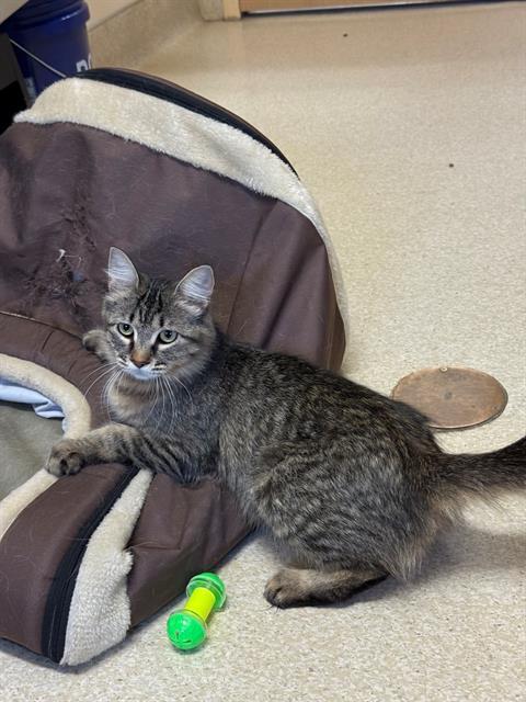 SPARKLES, an adoptable Domestic Short Hair in South Lake Tahoe, CA, 96150 | Photo Image 1