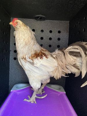 A544509, Young Male unknown