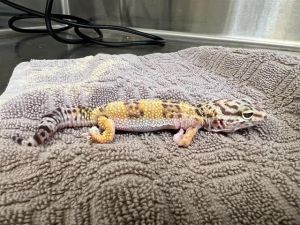 LANKY, Adult Male unknown
