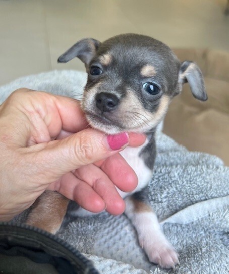 Babe Peanut
