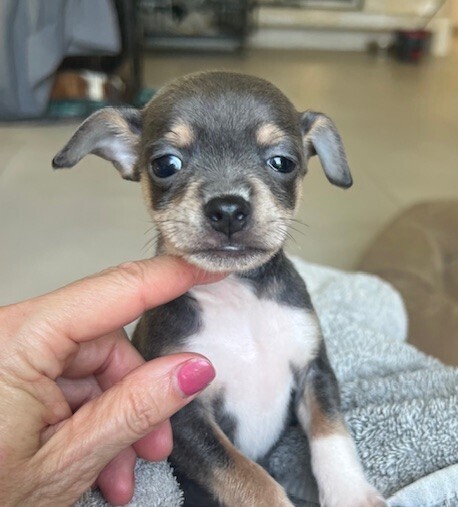 Babe Peanut