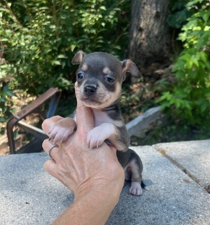 Babe Peanut