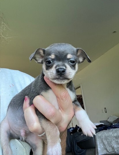 Babe Peanut