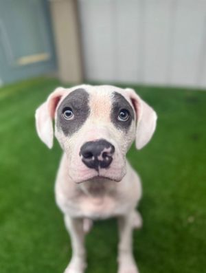 BUBBLE GUM, Young Female unknown