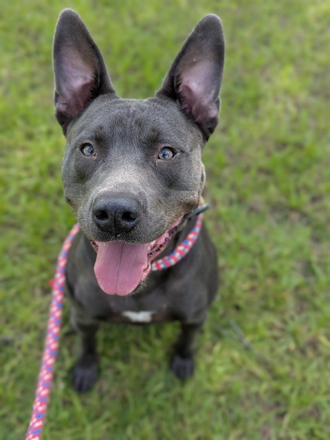BOLO