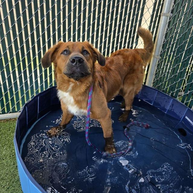 BILLY RAY, an adoptable Leonberger, Mixed Breed in Olivette, MO, 63132 | Photo Image 1