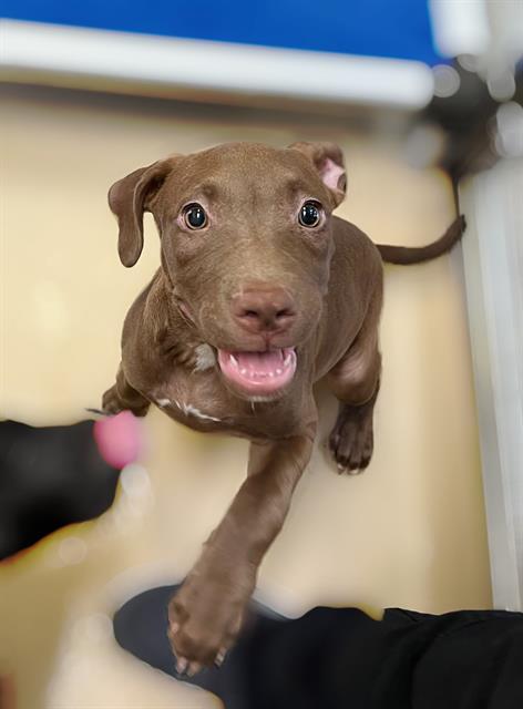 LITTLE DEBBIE, an adoptable Pit Bull Terrier, Mixed Breed in Blythe, CA, 92225 | Photo Image 1