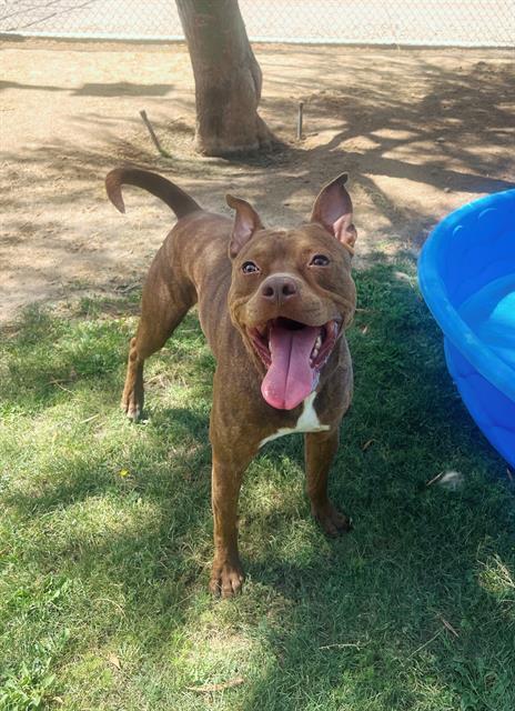 FORD, an adoptable Pit Bull Terrier in Blythe, CA, 92225 | Photo Image 1