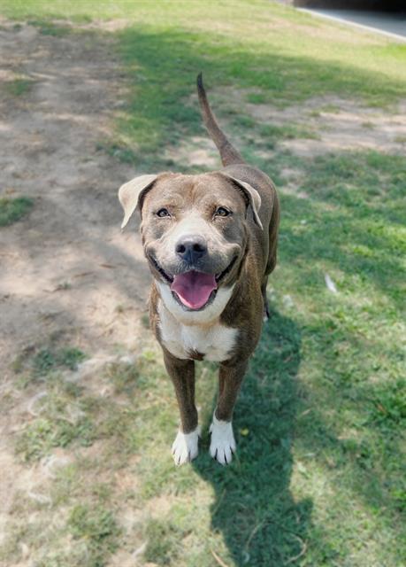 ZELDA, an adoptable Pit Bull Terrier, Mixed Breed in Blythe, CA, 92225 | Photo Image 1