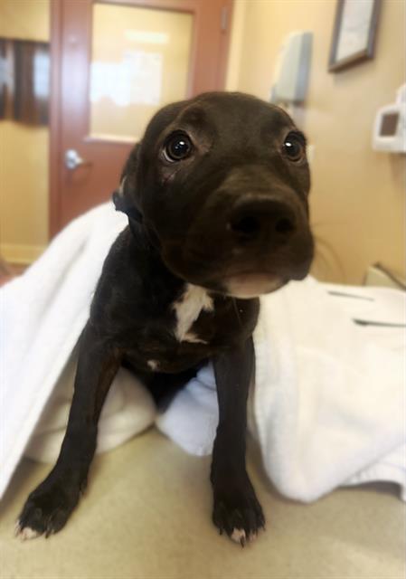 TRUFFLES, an adoptable Pit Bull Terrier, Mixed Breed in Blythe, CA, 92225 | Photo Image 1