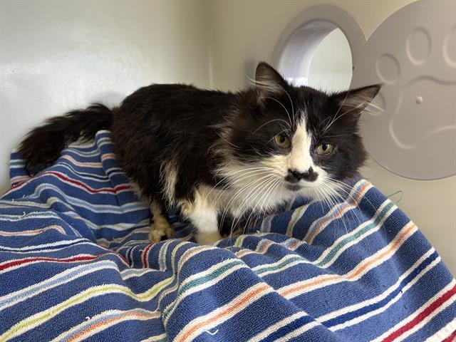 MR. MUSTACHE, an adoptable Domestic Medium Hair in McKinleyville, CA, 95519 | Photo Image 1