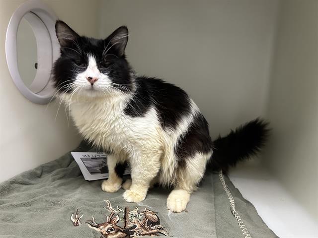 PEABODY, an adoptable Domestic Medium Hair in McKinleyville, CA, 95519 | Photo Image 1