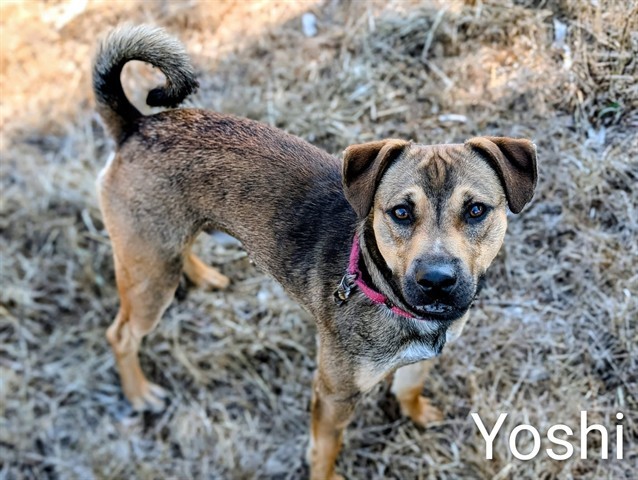 YOSHI
